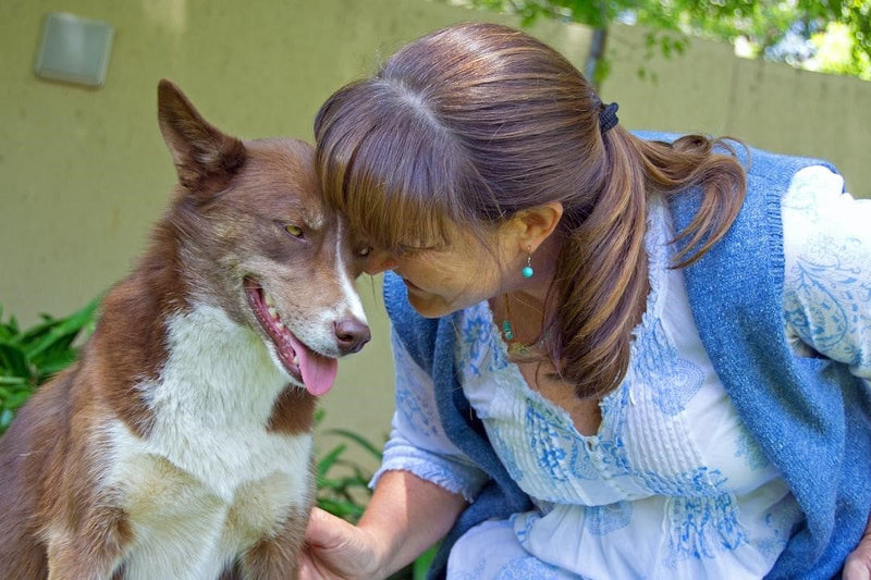 Protein in Dog Urine