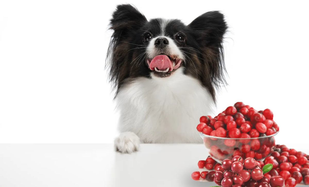 Cranberries for UTI treatment of Dogs and Cats