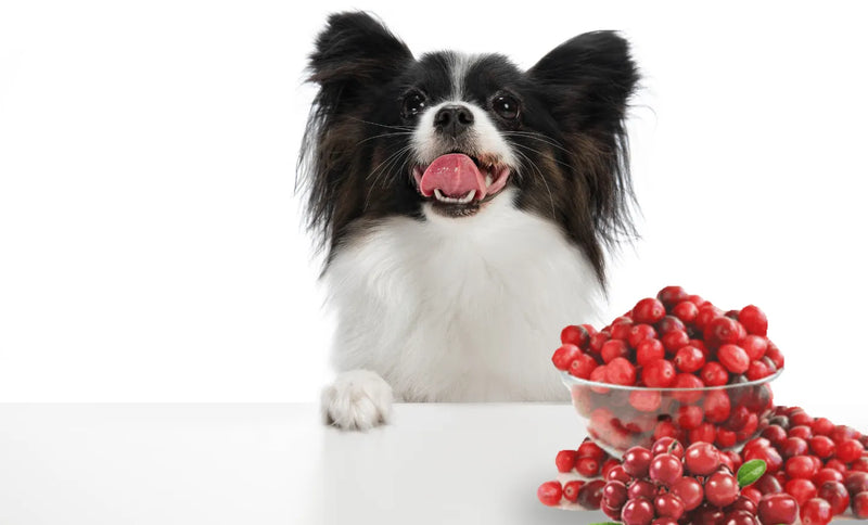 Cranberries for UTI treatment of Dogs and Cats