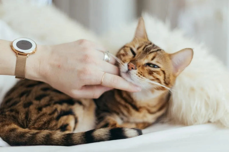 Home Remedies for UTIs in Cats