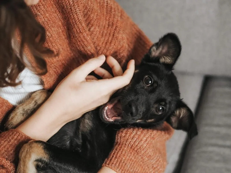 Home Remedies for UTIs in Dogs