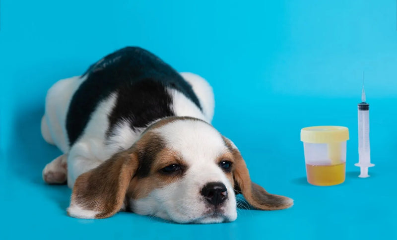 How To Get a Urine Sample From a Dog at Home