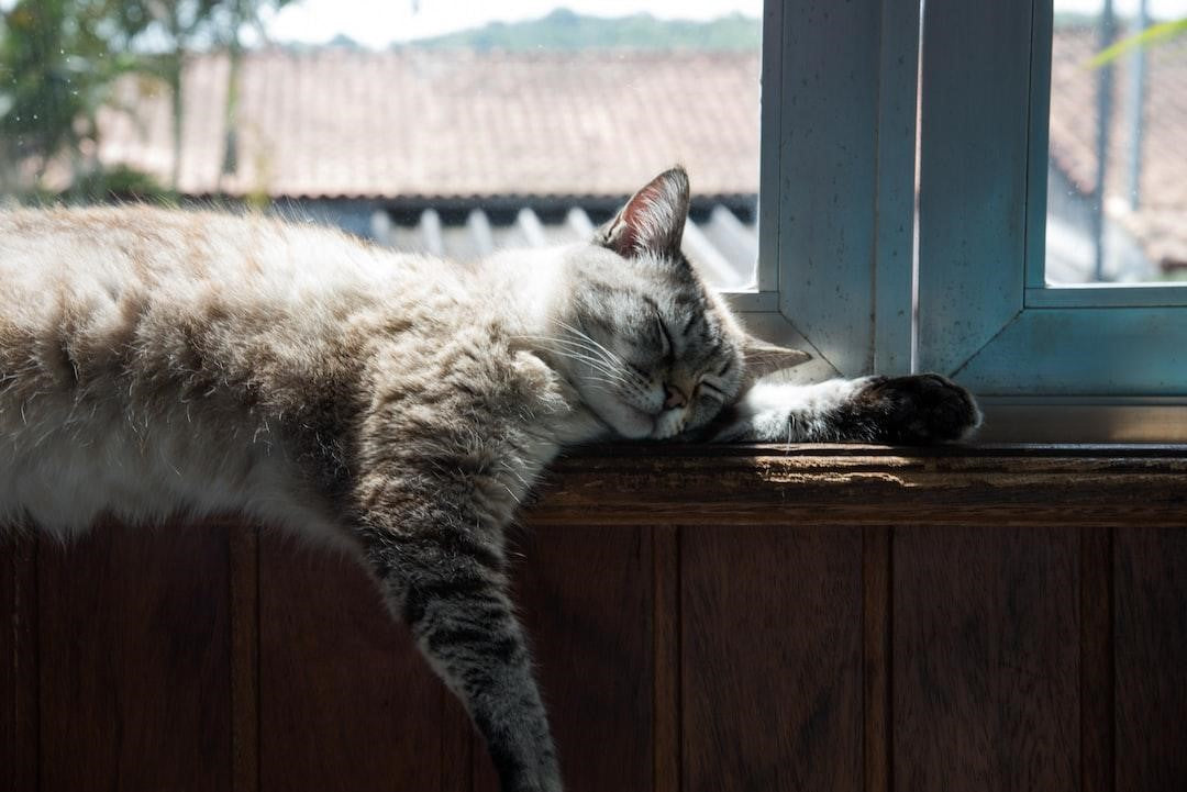 How To Get a Urine Sample From a Cat at Home