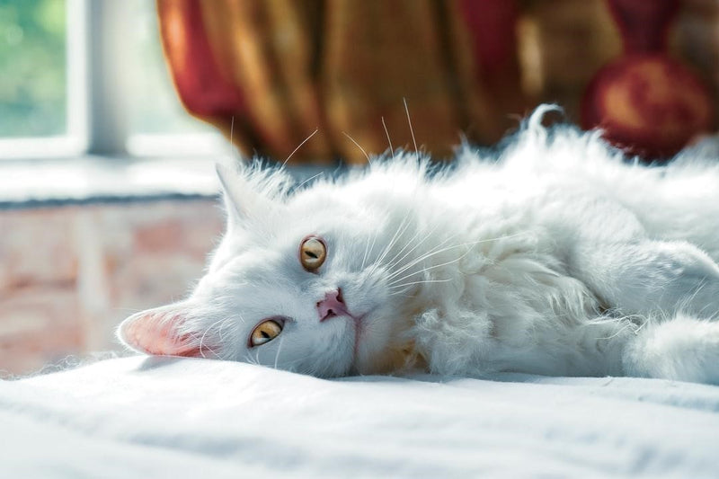 Protein in Cat Urine