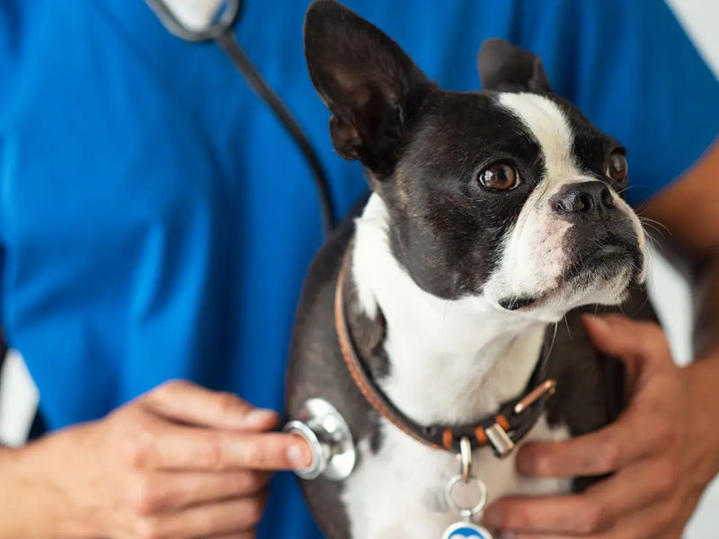 Cystine stones in dogs