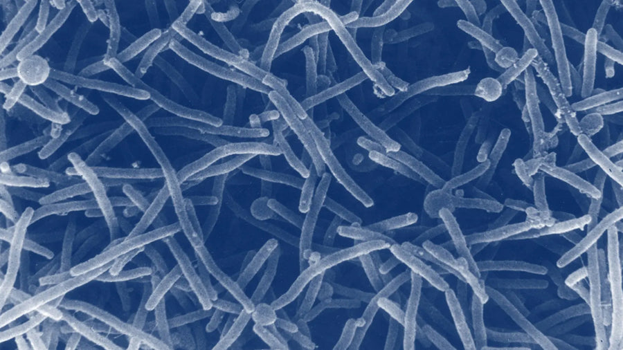 Leukocytes in Urine