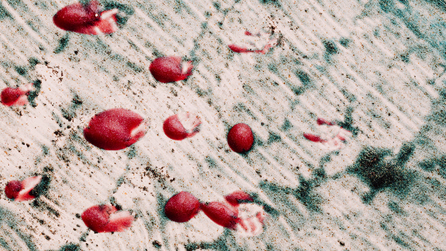 Fecal Occult Blood