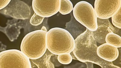 Human Chorionic Gonadotropin (hCG)