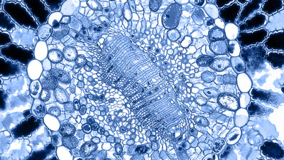 Nitrite in Water