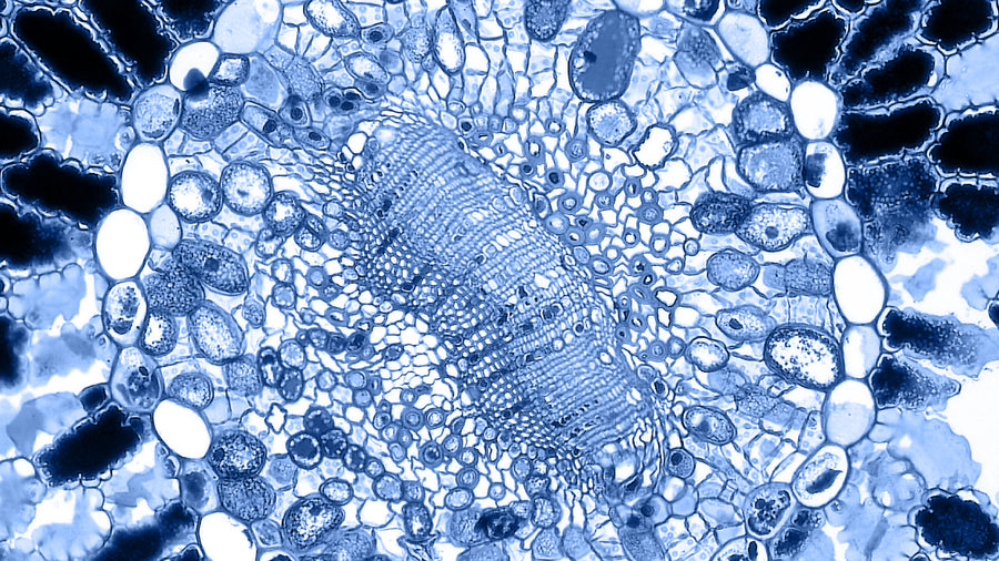 Nitrite in Water