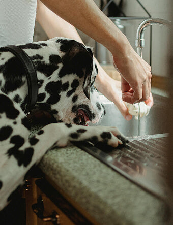Home & Pets 